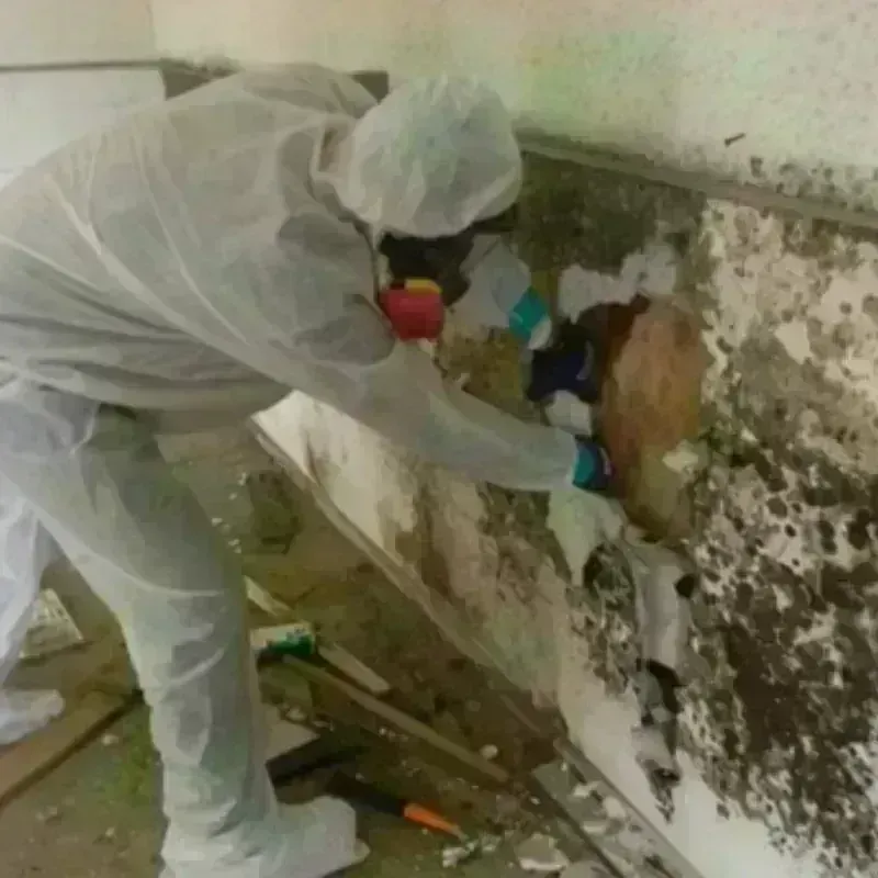 Mold Remediation and Removal in Sunnyvale, CA